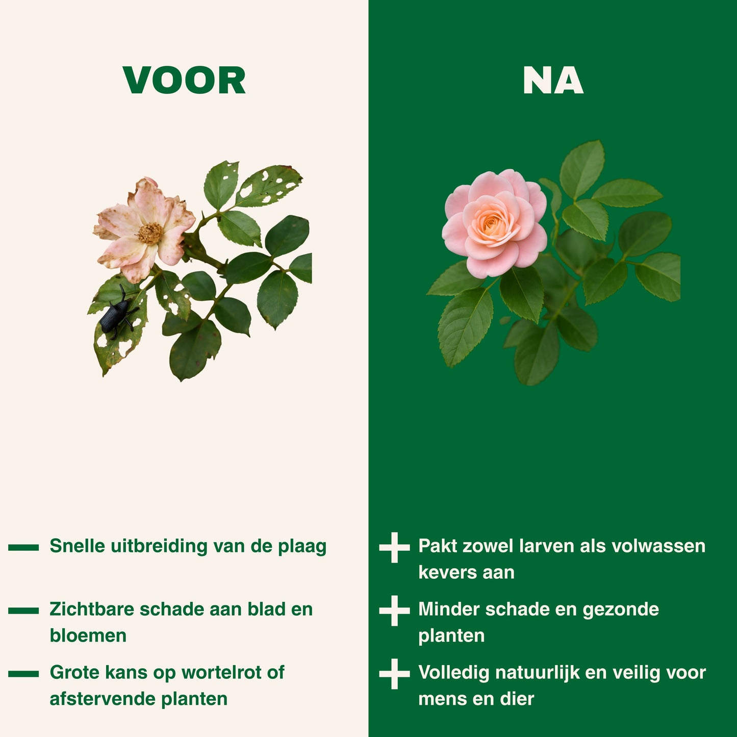 Strijtveen & Wagenaar Taxuskeverval + Aaltjes