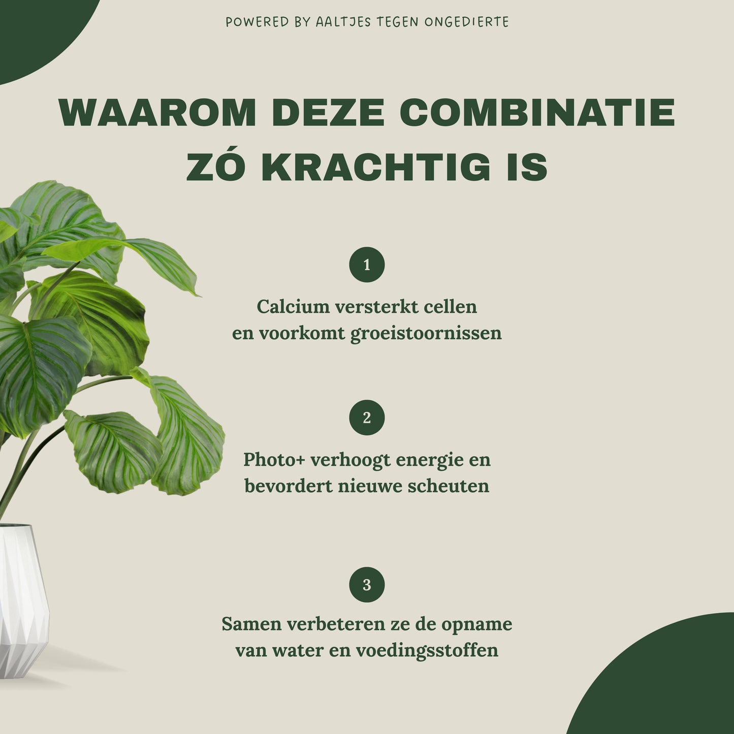 Liquid Gold Leaf Plant Food+ Liquid Gold Leaf Photo+ (2x 250ml)