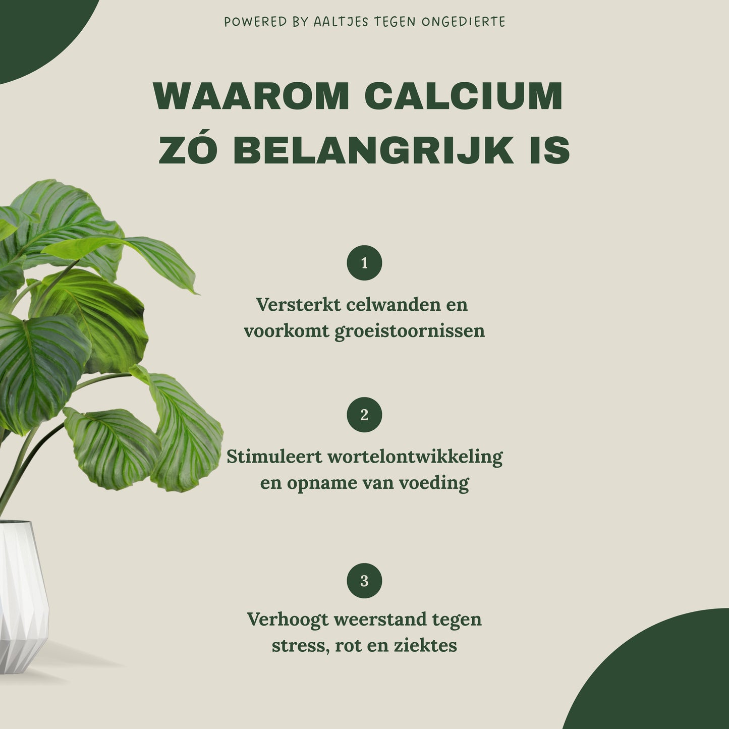 Liquid Gold Leaf Plant Food