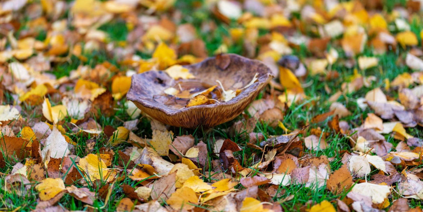 Tuinkalender september