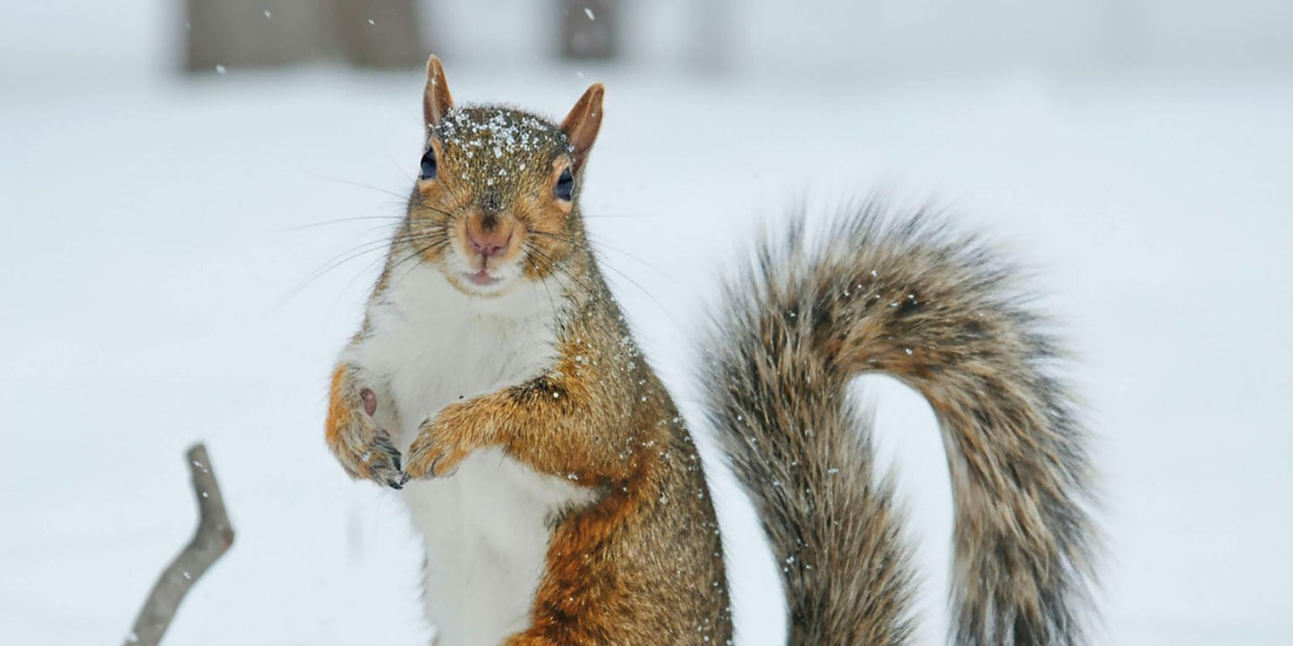 Tuinkalender december