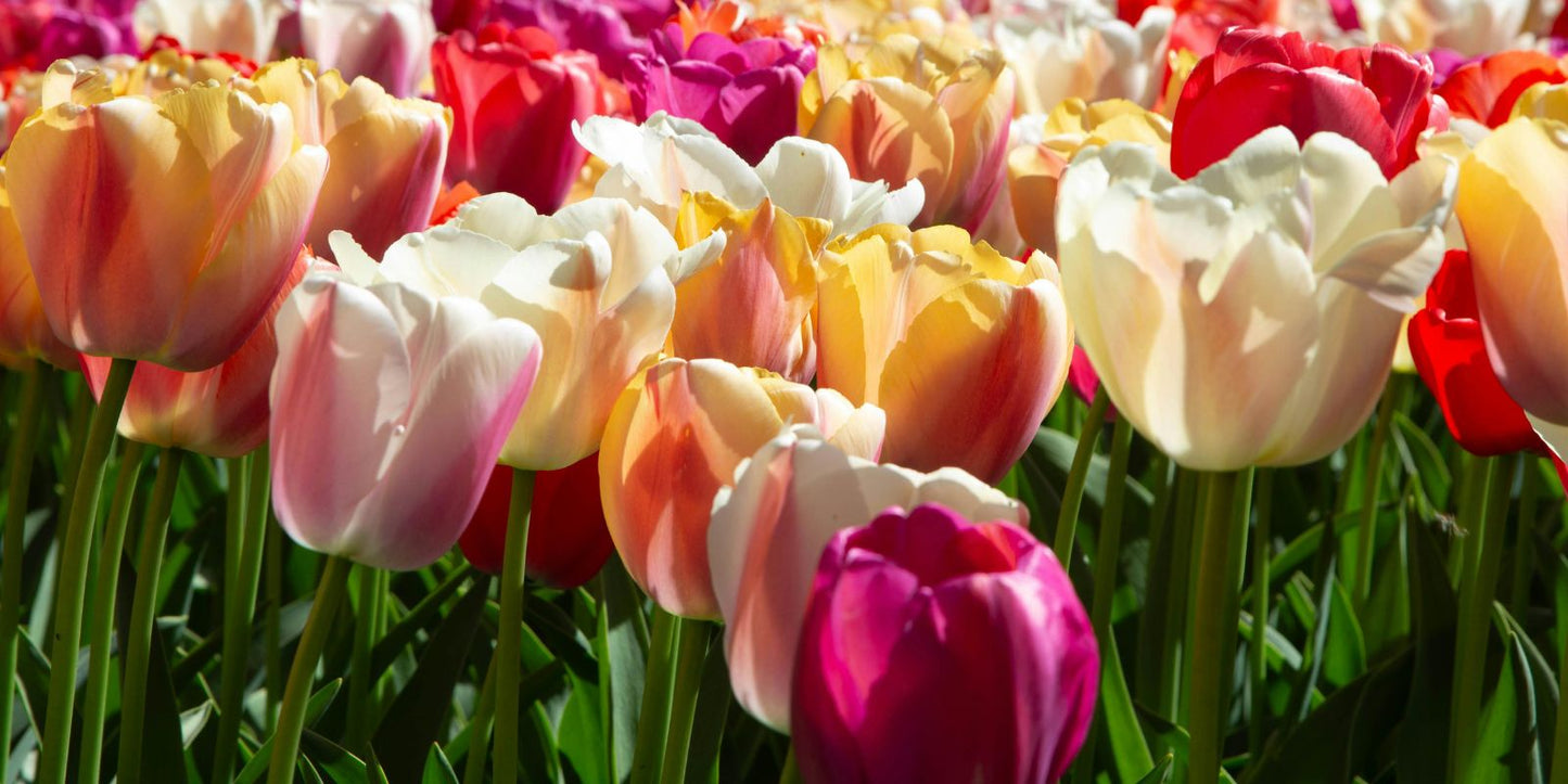 Tuinkalender april