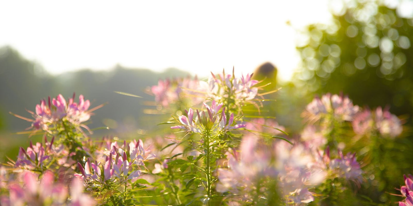 Tuinkalender augustus