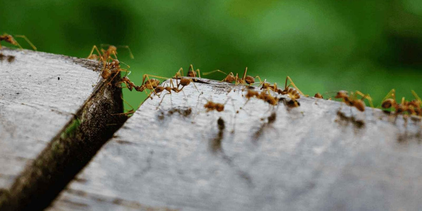Aaltjes tegen mieren