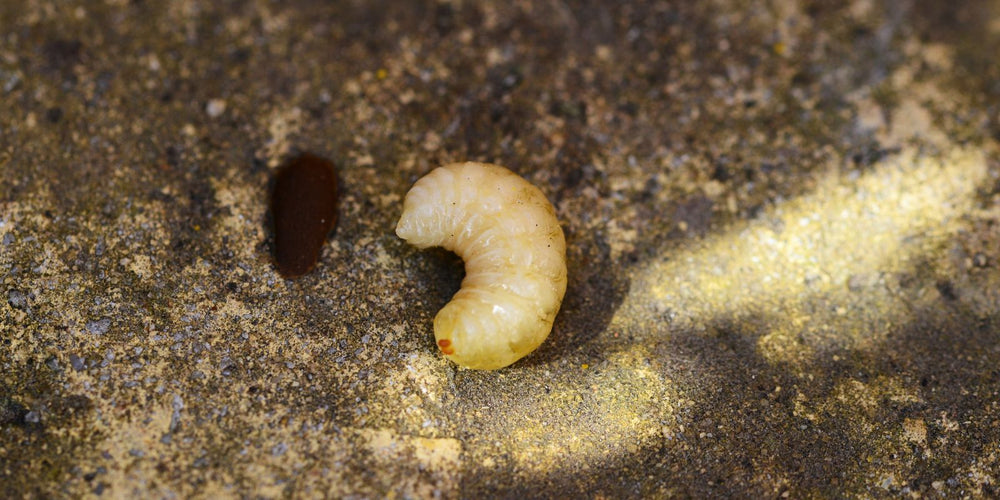 Hoe lang blijven engerlingen leven?