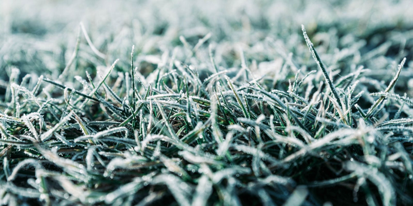 Kun je emelten bestrijden met aaltjes in de winter?