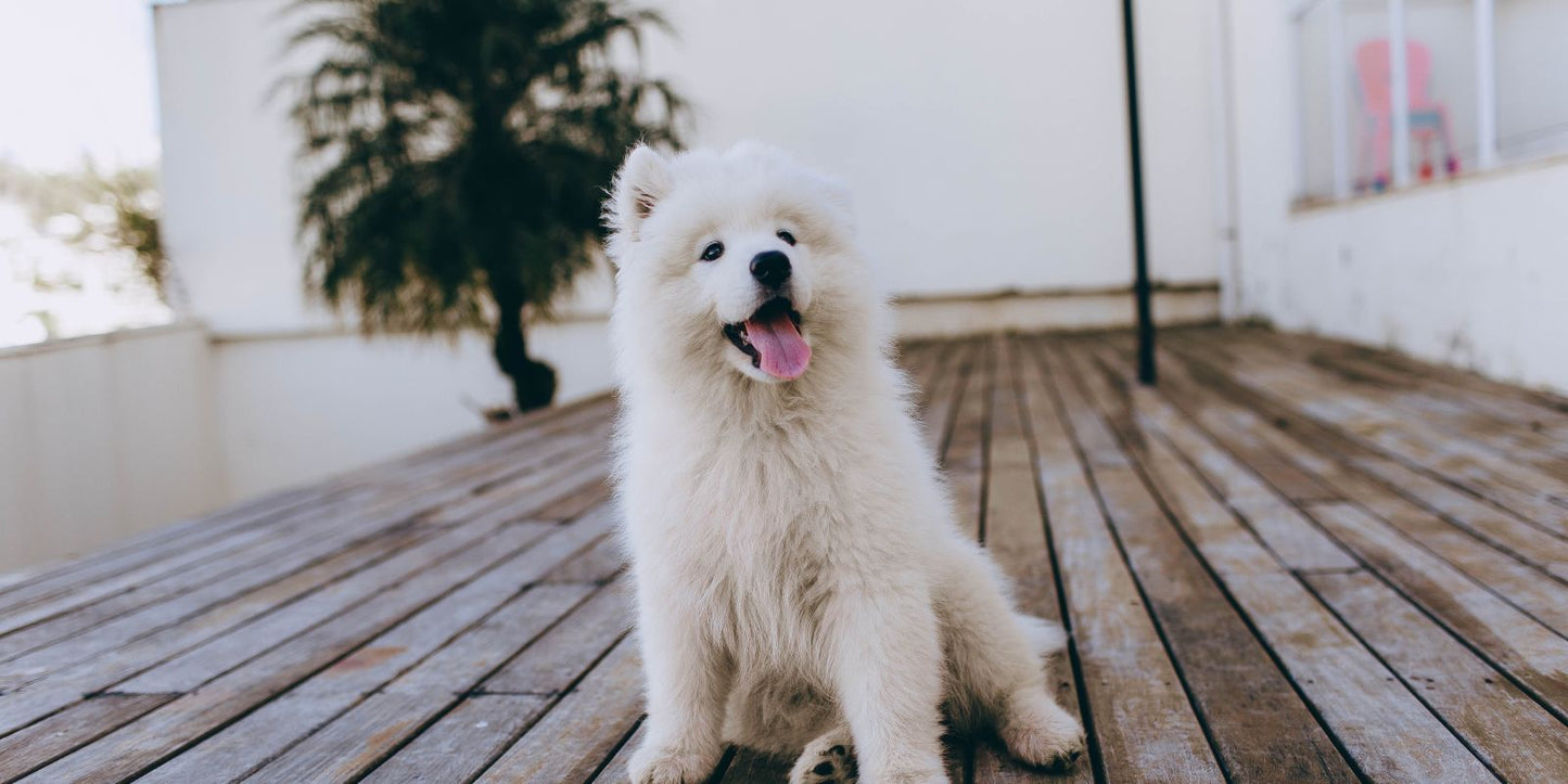 Wanneer kun je teken en vlooien het beste bestrijden met aaltjes?