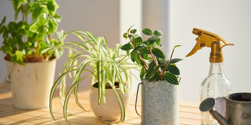 Trips bestrijden biologisch: de natuurlijke manier