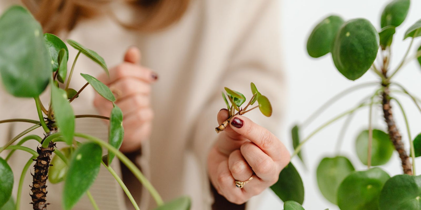 Biologische bestrijding trips: natuurlijke vijanden aan het werk