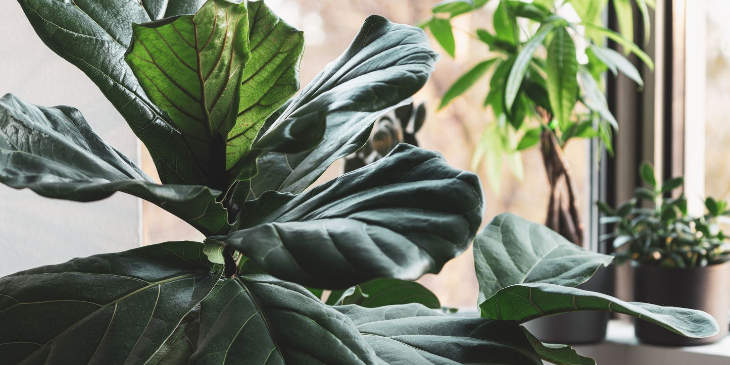 Trips bestrijden kamerplanten: zo doe je dat
