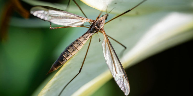 Waar komen emelten vandaan?