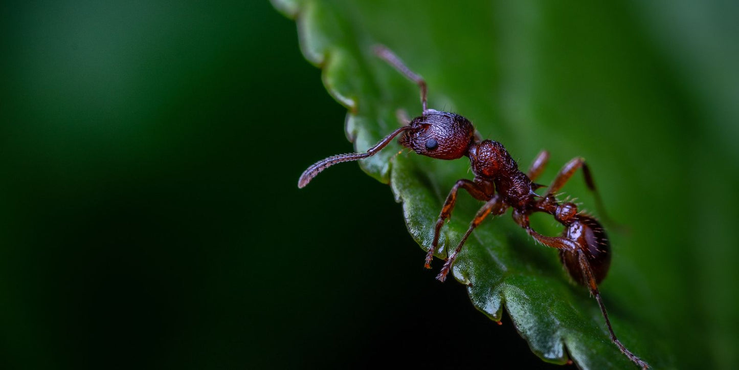 Kunnen aaltjes mieren doden?