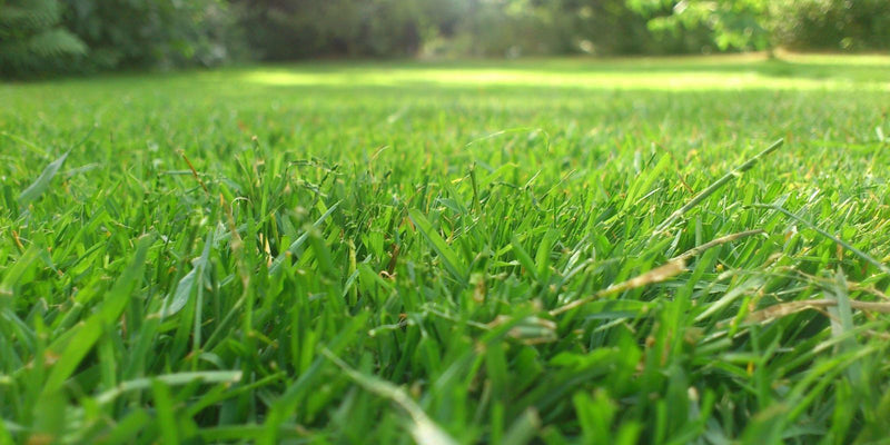 Wanneer kun je mieren het beste bestrijden met aaltjes?