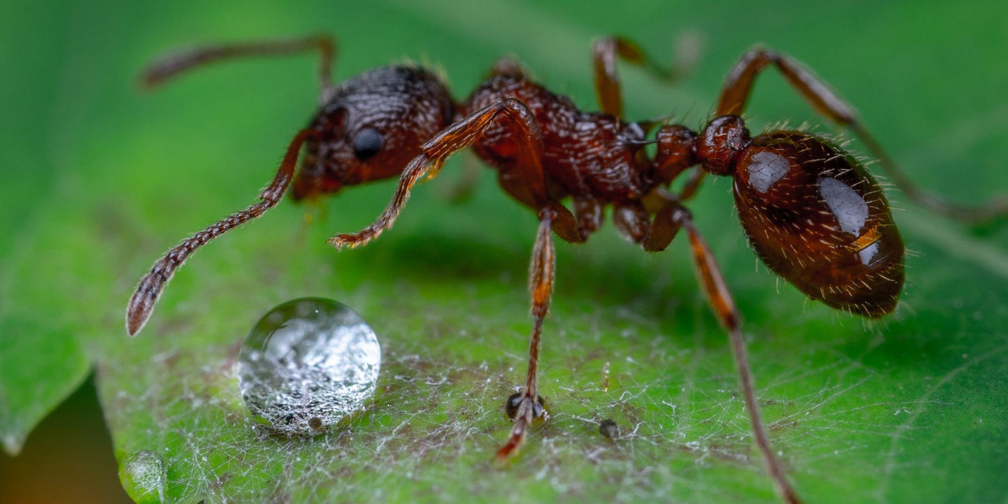 Hoe lang blijven mieren leven?