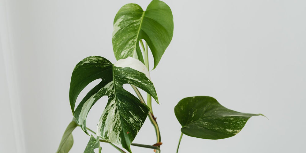 tekort aan voedingsstoffen