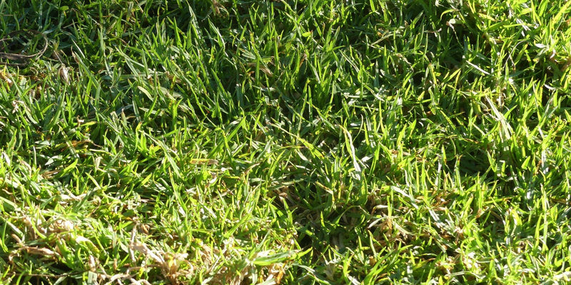 Engerlingen bestrijden met kalkcyanamide