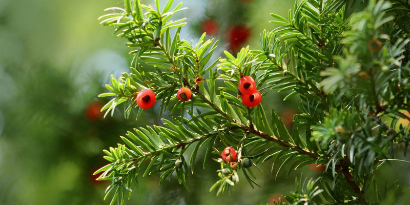 Aaltjes uitzetten in worteldoek: zo doe je dat