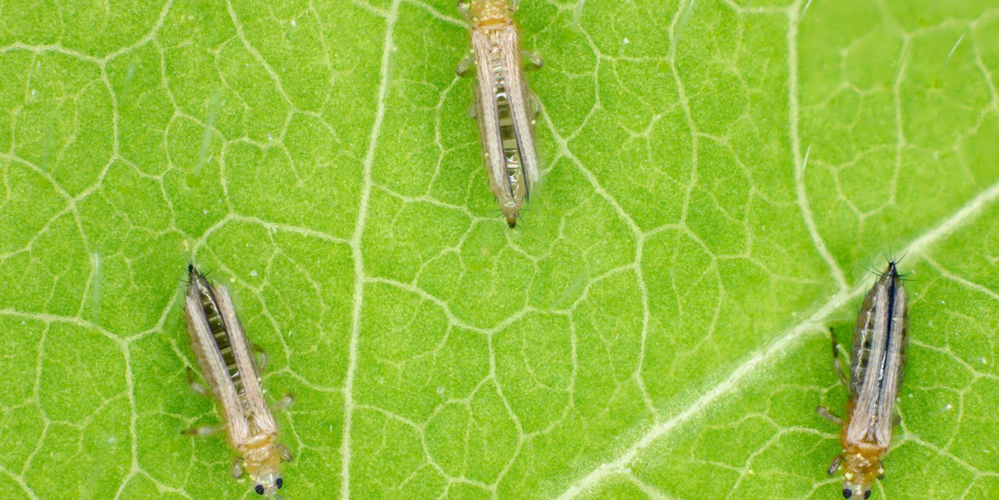 Trips bestrijden – alles wat je moet weten