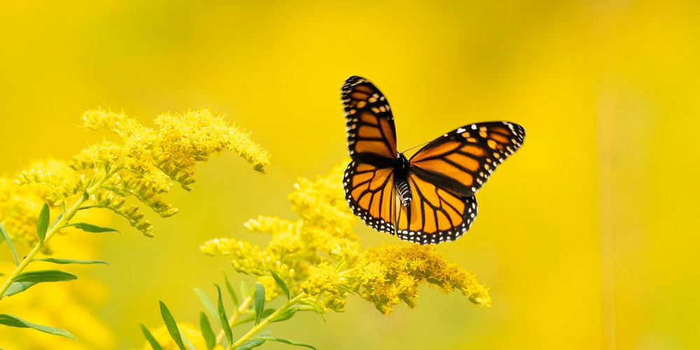 Hoe lang blijven rupsen leven?