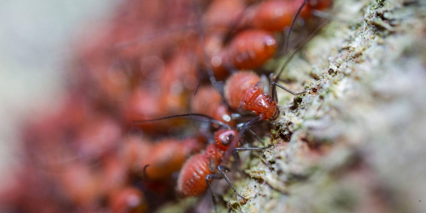 Kun je mieren bestrijden met aaltjes in de winter?