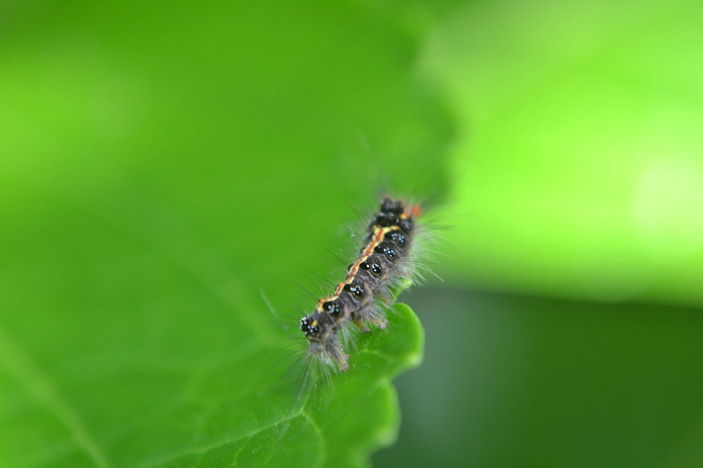 Chemische bestrijdingsmiddelen vs biologische bestrijdingsmiddelen: Wat is beter?