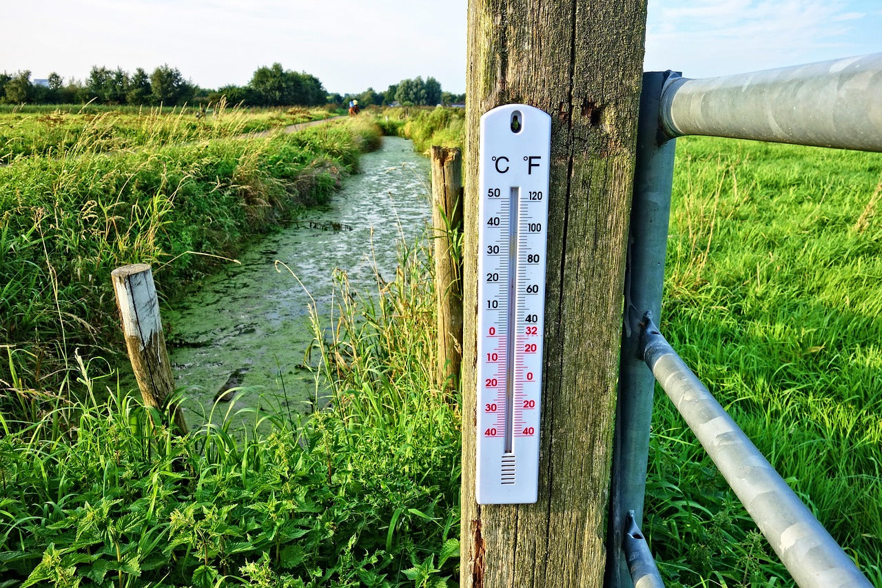 aaltjes temperatuur