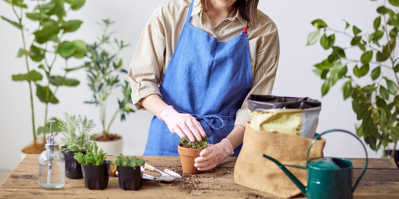 Hoe kom je van rouwvliegjes af