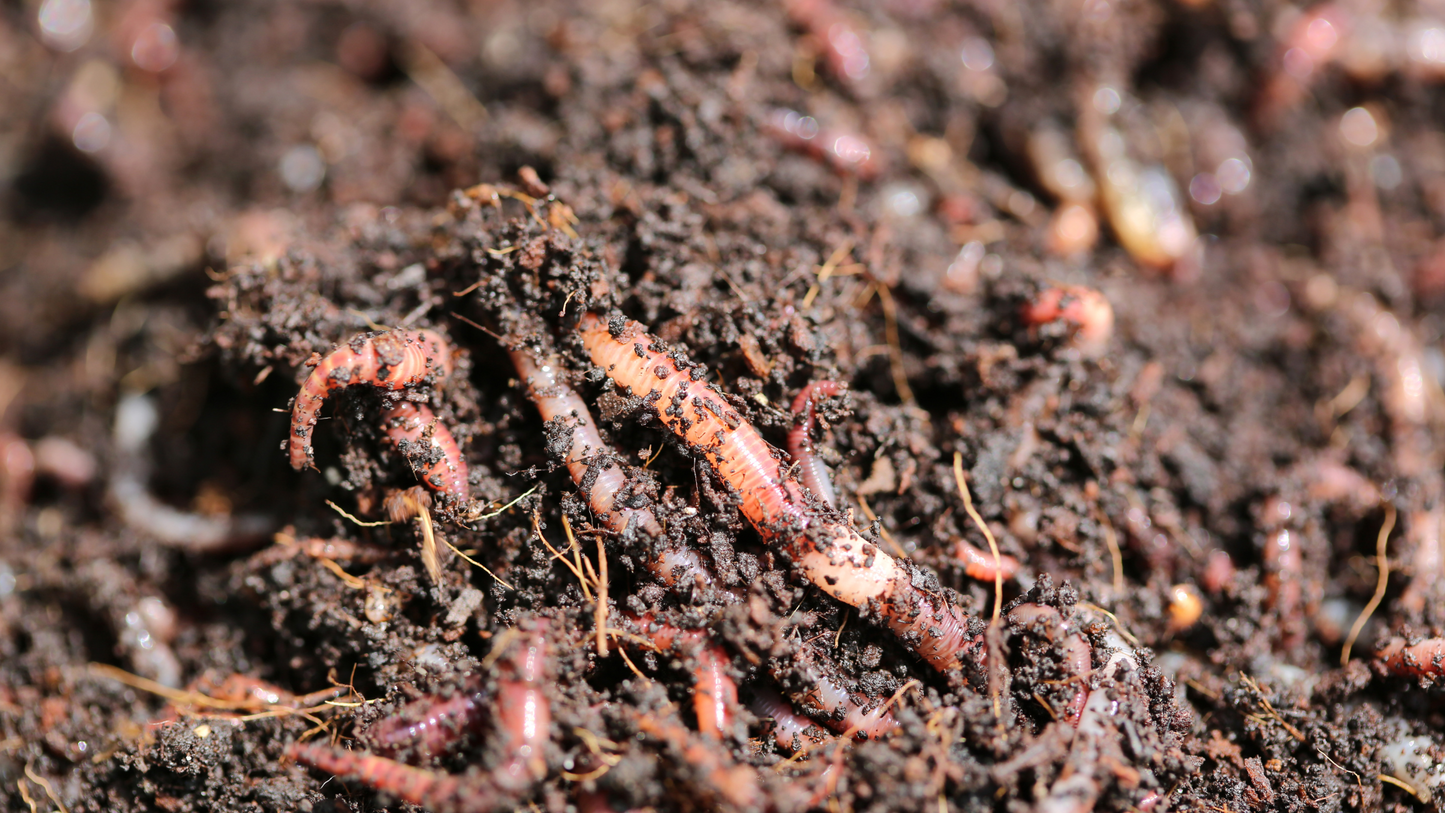 Aaltjes tegen plagen op het gazon