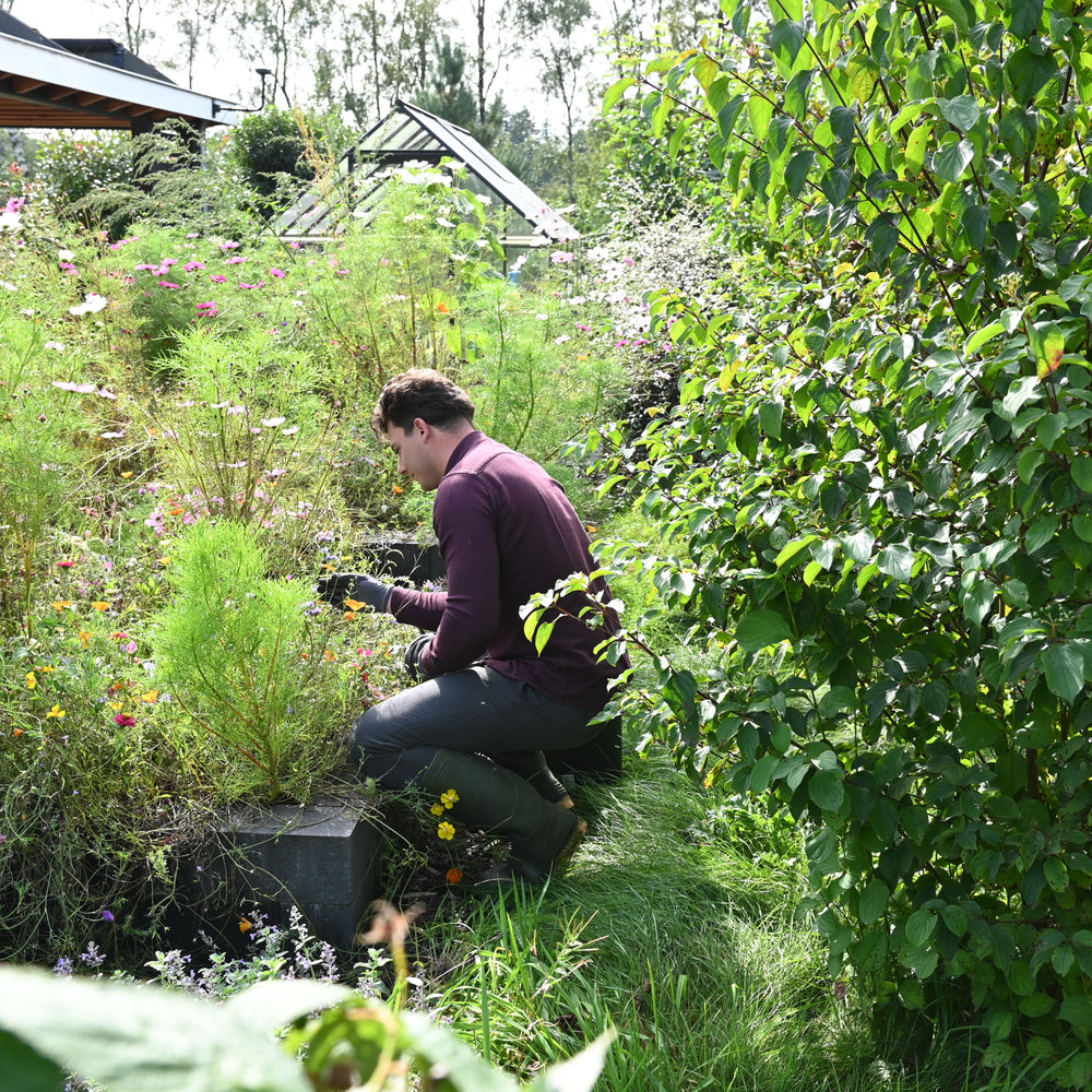 
                      
                        Nematoden gegen Ameisen
                      
                    