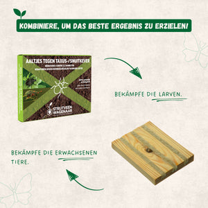 Nematoden gegen Taxuskäfer