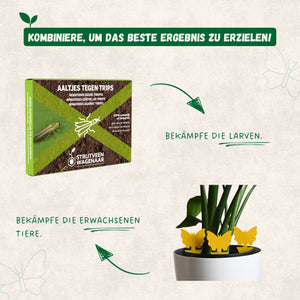 Nematoden gegen Thripse