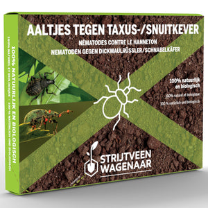 Nematoden gegen Taxuskäfer