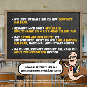 Nematoden gegen Trauermücken
