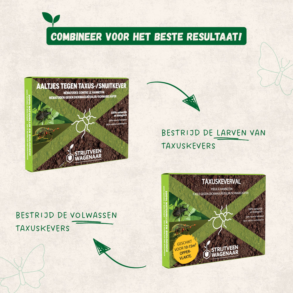 
                      
                        Nematoden gegen Taxuskäfer
                      
                    