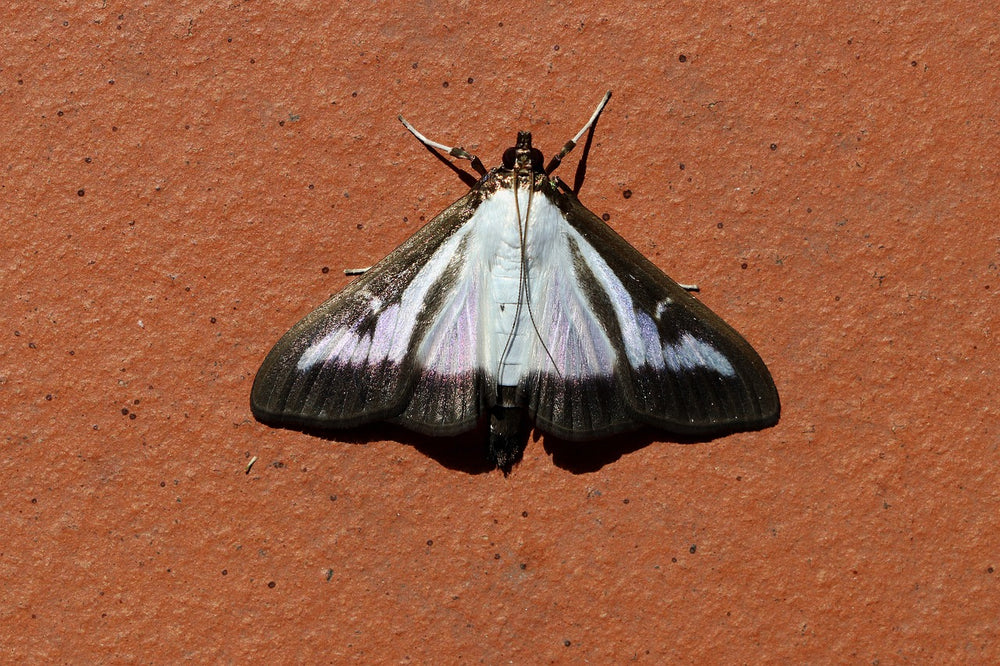 Buchsbaumzünsler