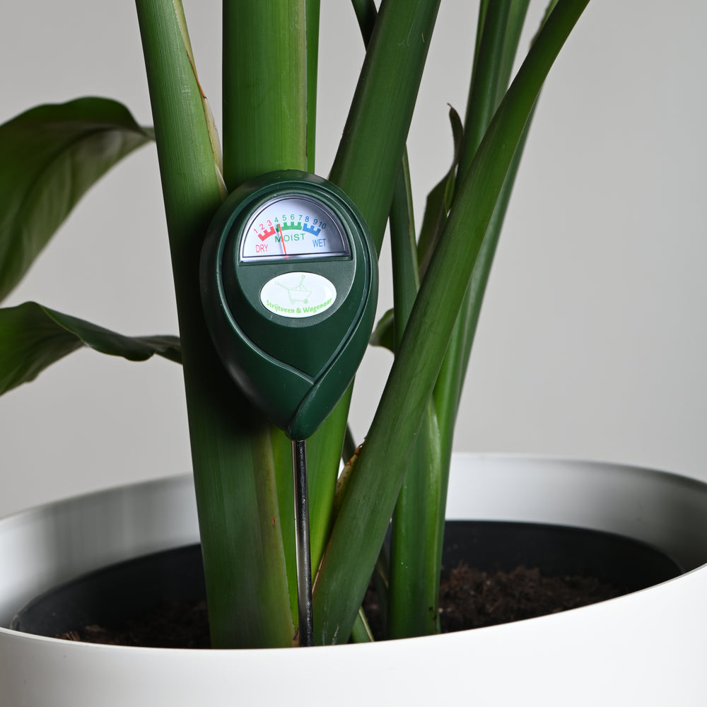 hygrometer met  kamerplant