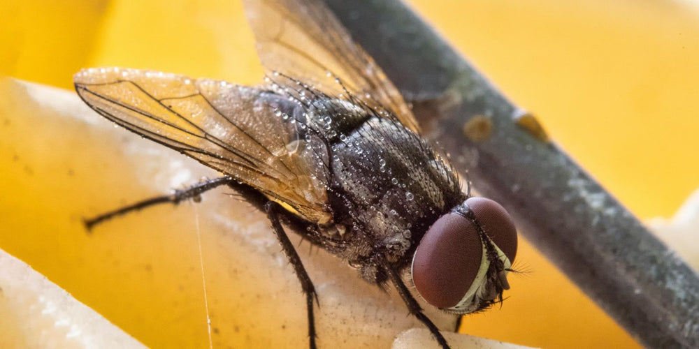 Fruchtfliegen