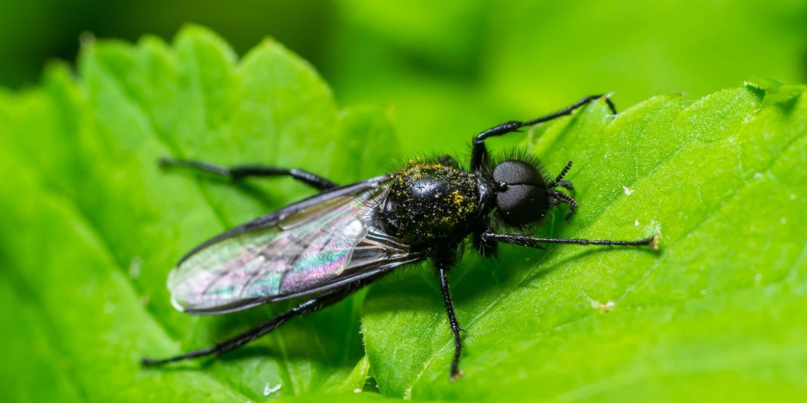Niet zeker van je plaag?