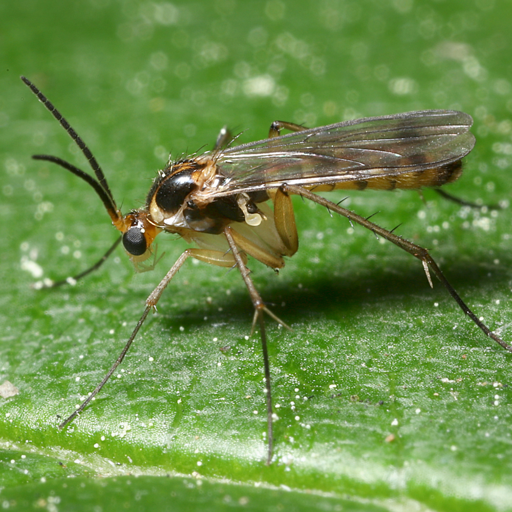 Mourning flies