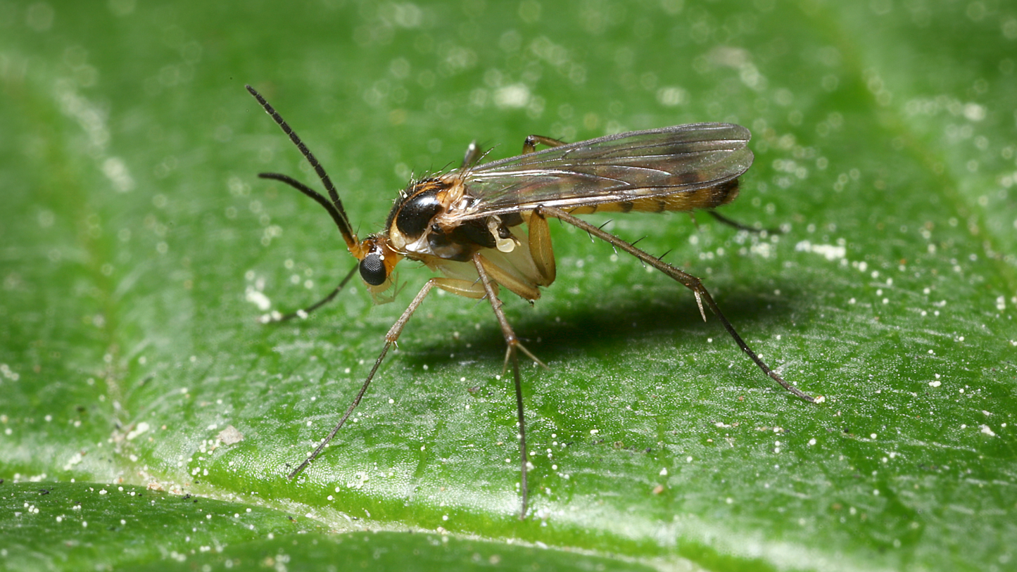 Mourning flies