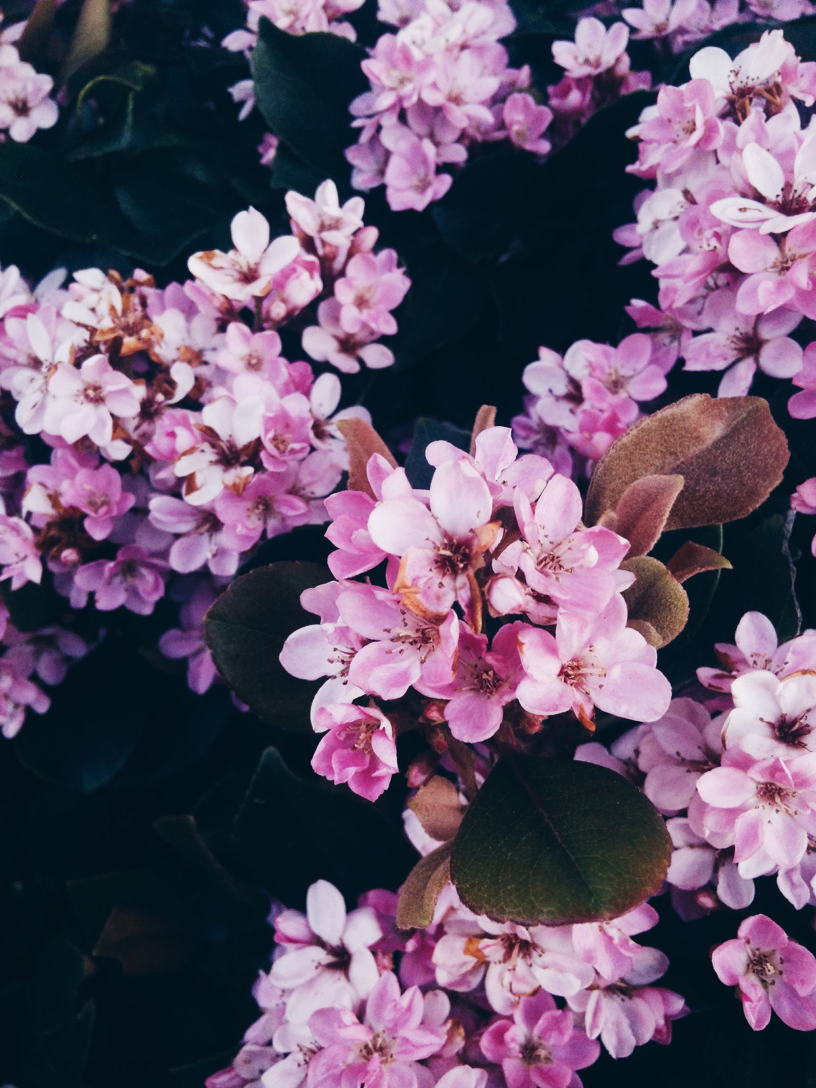 Möchten Sie mehr Farbe, mehr Leben und mehr Natur in Ihrem Garten?